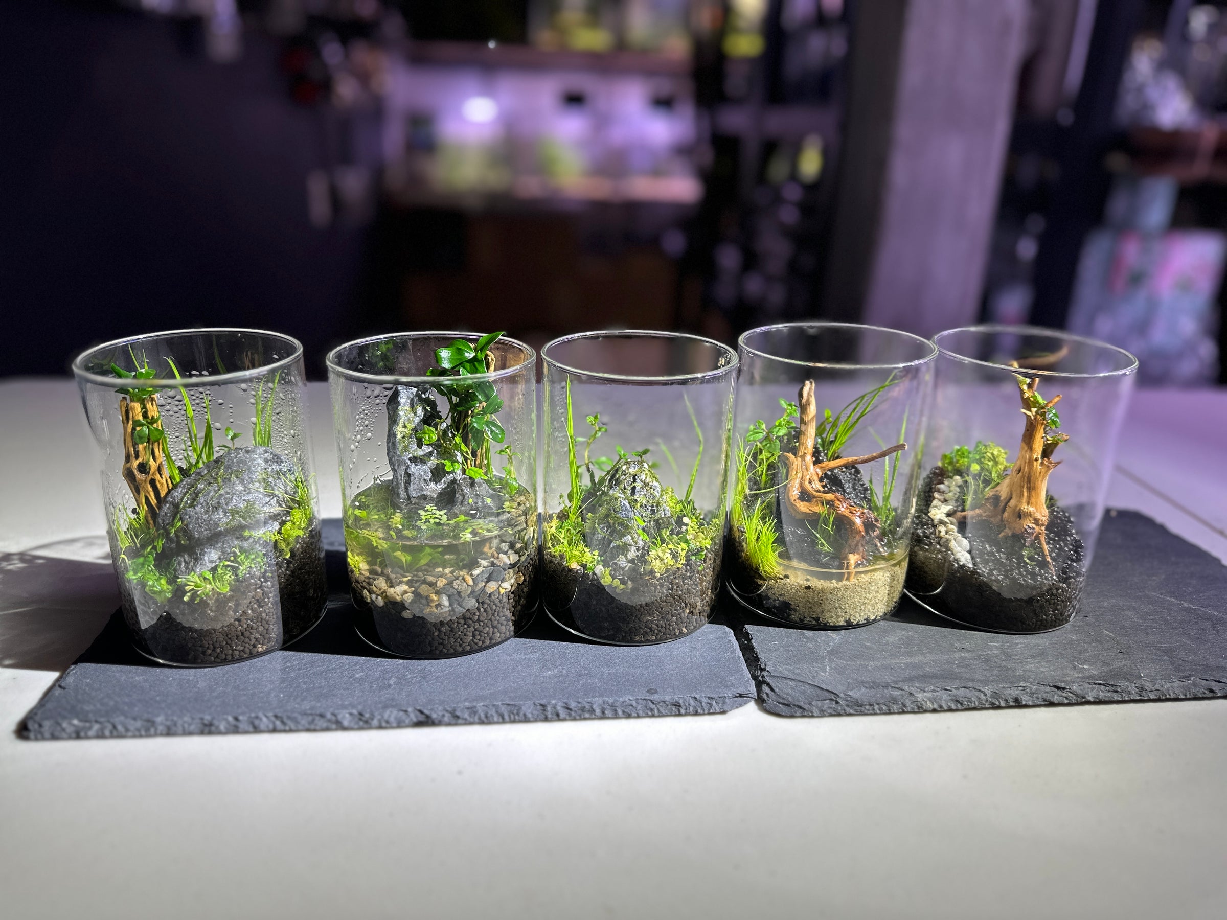 Building a Nano Tissue Culture Arium | The Arium Shop