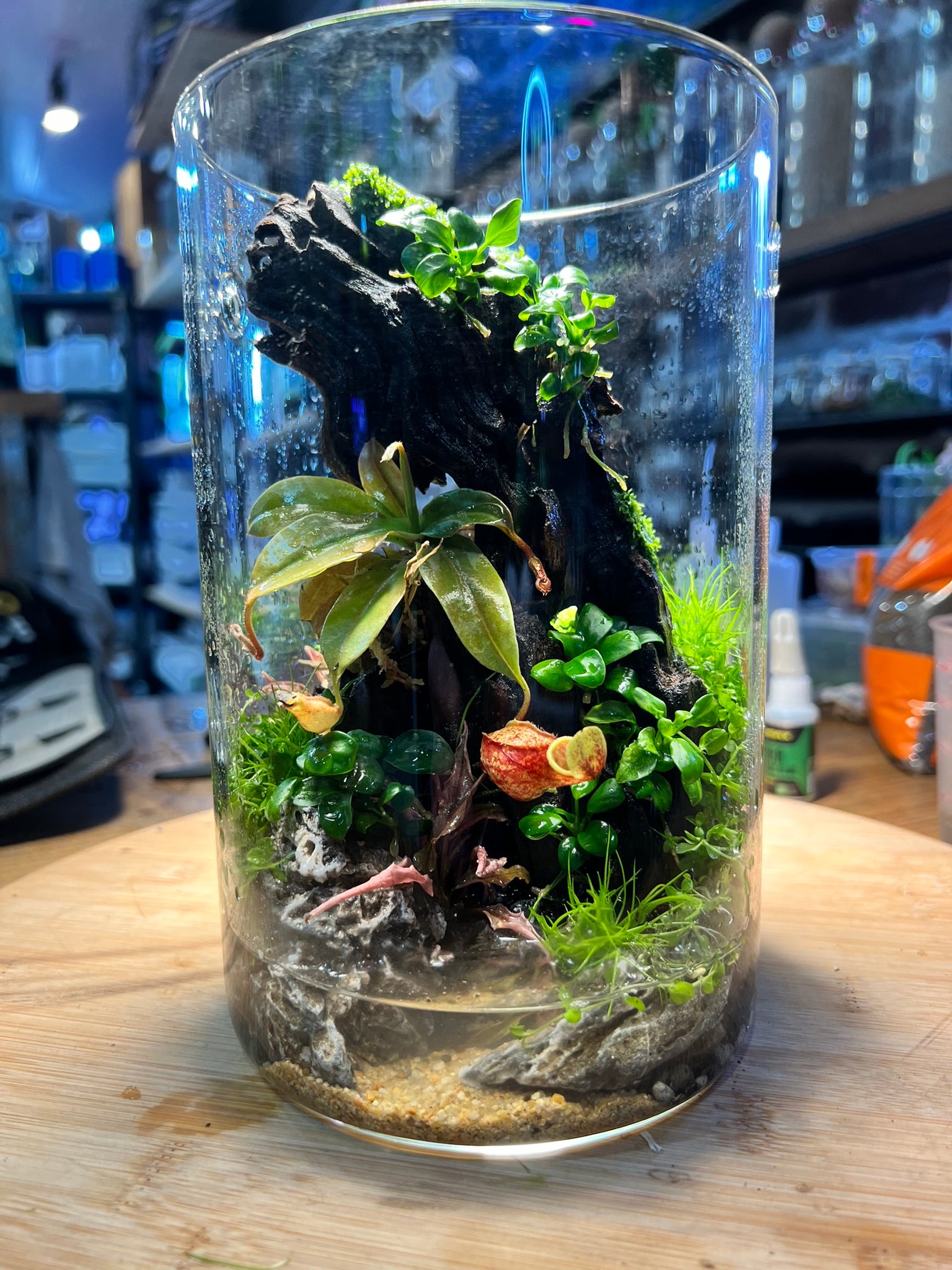 Workshops | The Arium Shop